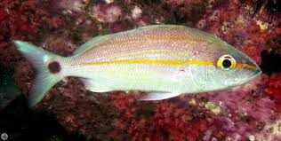 Image result for Haemulon aurolineatum