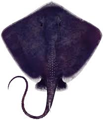 Image result for Bathytoshia brevicaudata