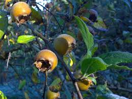 Attēlu rezultāti vaicājumam “Mespilus germanica fruit”