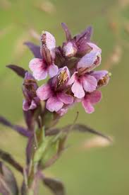Attēlu rezultāti vaicājumam “Odontites vulgaris flower”