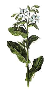 Attēlu rezultāti vaicājumam “Borago officinalis”