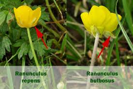 Attēlu rezultāti vaicājumam “Ranunculus cassubicus”