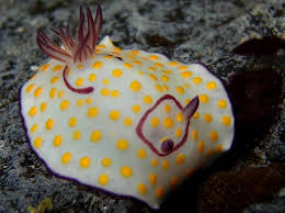 Attēlu rezultāti vaicājumam “Rhynocoris annulatus imago”