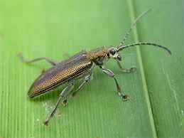 Attēlu rezultāti vaicājumam “Donacia clavipes”