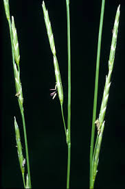 Attēlu rezultāti vaicājumam “Glyceria lithuanica”
