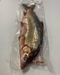 Image result for Coregonus clupeaformis