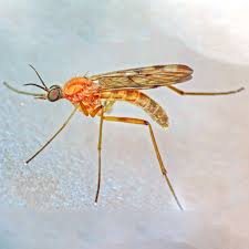 Attēlu rezultāti vaicājumam “Sylvicola sp.”