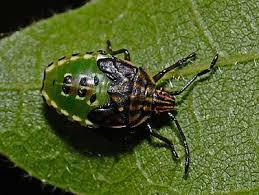 Attēlu rezultāti vaicājumam “Elasmucha grisea imago”