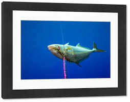 Image result for Seriola rivoliana