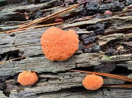 Attēlu rezultāti vaicājumam “Tubifera montana macro”