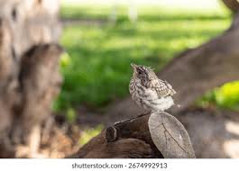 Attēlu rezultāti vaicājumam “Muscicapa striata juvenile”
