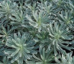 Image result for Wolfsmilch