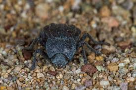 Attēlu rezultāti vaicājumam “Tenebrionidae”