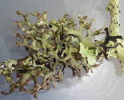 Attēlu rezultāti vaicājumam “Melanohalea olivacea”