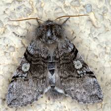 Attēlu rezultāti vaicājumam “Achlya flavicornis”