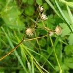 Attēlu rezultāti vaicājumam “Crepis paludosa leaf”