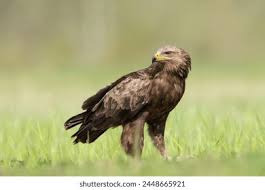 Attēlu rezultāti vaicājumam “Aquila pomarina adult”