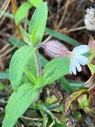 Attēlu rezultāti vaicājumam “Silene latifolia subsp. alba flower”