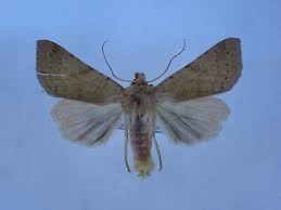 Attēlu rezultāti vaicājumam “Agrochola helvola”