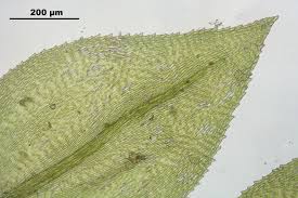 Attēlu rezultāti vaicājumam “Eurhynchium hians”