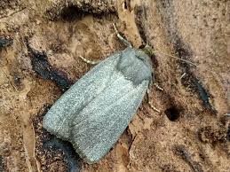 Attēlu rezultāti vaicājumam “Amphipyra livida”