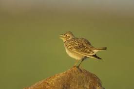 Image result for Melanocorypha calandra