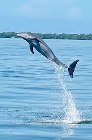 Image result for Adventure Dolphin