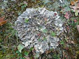 Attēlu rezultāti vaicājumam “Peltigera canina”