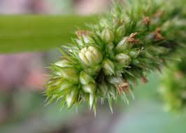 Attēlu rezultāti vaicājumam “Amaranthus retroflexus flower”