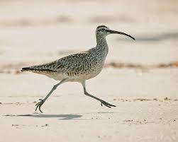 Image result for Numenius hudsonicus