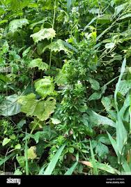 Attēlu rezultāti vaicājumam “Galium rivale”