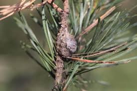 Attēlu rezultāti vaicājumam “Retinia resinella exuvia”