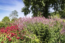 Attēlu rezultāti vaicājumam “Veronica longifolia fruit”