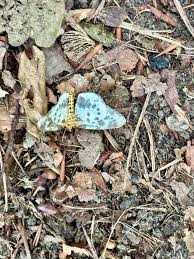 Attēlu rezultāti vaicājumam “Abraxas sylvata imago”