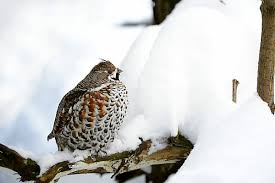 Attēlu rezultāti vaicājumam “Tetrastes bonasia”