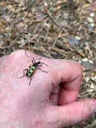 Attēlu rezultāti vaicājumam “Pachyta quadrimaculata”