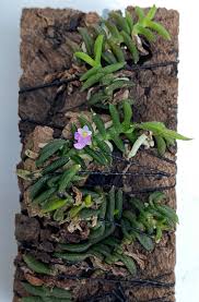 Attēlu rezultāti vaicājumam “Choerades sp.”