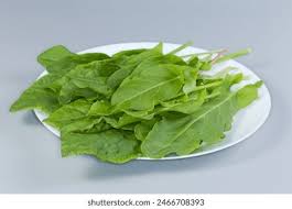 Attēlu rezultāti vaicājumam “Rumex aquaticus fruit”