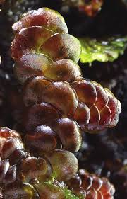 Attēlu rezultāti vaicājumam “Frullania tamarisci macro”