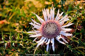 Attēlu rezultāti vaicājumam “Carlina vulgaris”