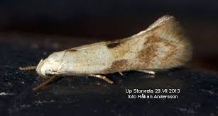 Attēlu rezultāti vaicājumam “Elachista maculicerusella”