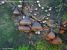 Attēlu rezultāti vaicājumam “Hymenochaete rubiginosa”