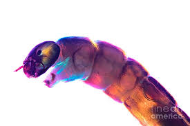 Attēlu rezultāti vaicājumam “Chironomidae larvae”