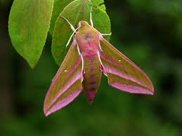 Attēlu rezultāti vaicājumam “Deilephila elpenor”