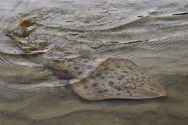 Image result for Acroteriobatus annulatus