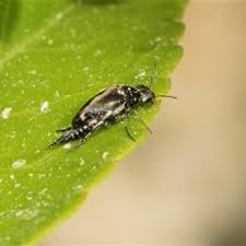 Attēlu rezultāti vaicājumam “Mordella sp.”