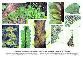 Attēlu rezultāti vaicājumam “Plagiochila porelloides”