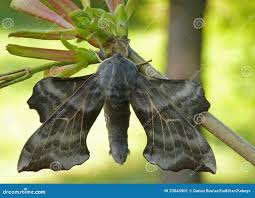 Attēlu rezultāti vaicājumam “Laothoe amurensis”