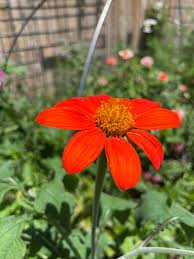 Image result for Tithonia rotundifolia