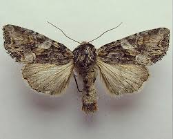 Attēlu rezultāti vaicājumam “Lacanobia contigua”